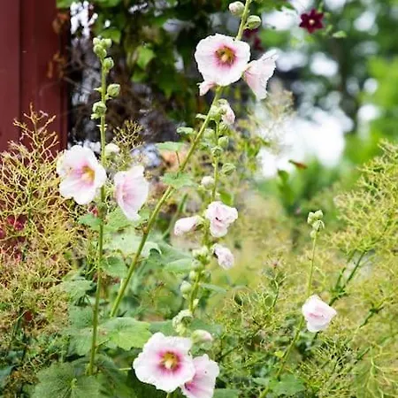 Erholung Gesucht Erholung Gebucht 800m Zum * 페마른